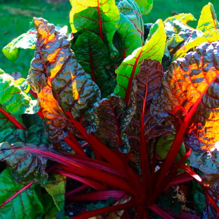 Насіння мангольда «Вулкан»