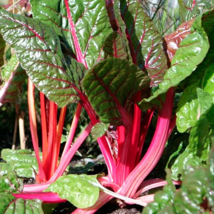 Насіння мангольда «Вулкан»