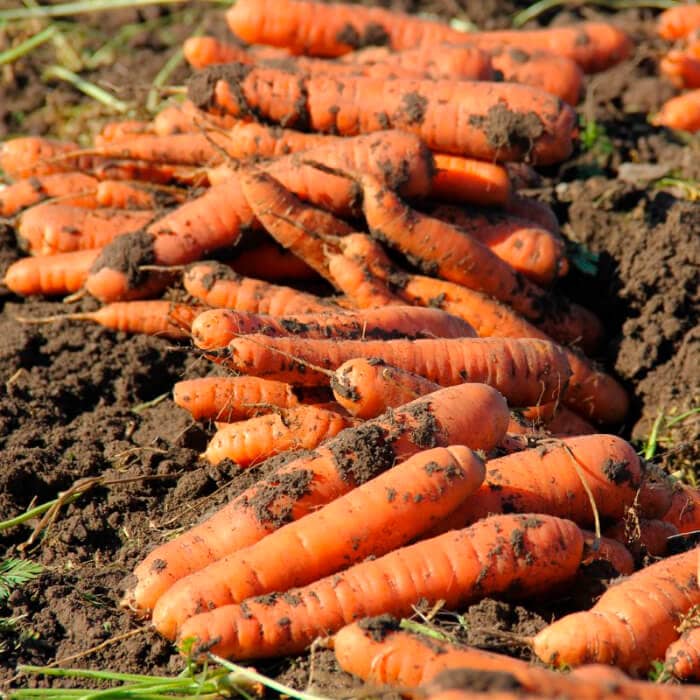 Насіння моркви «Імператор»