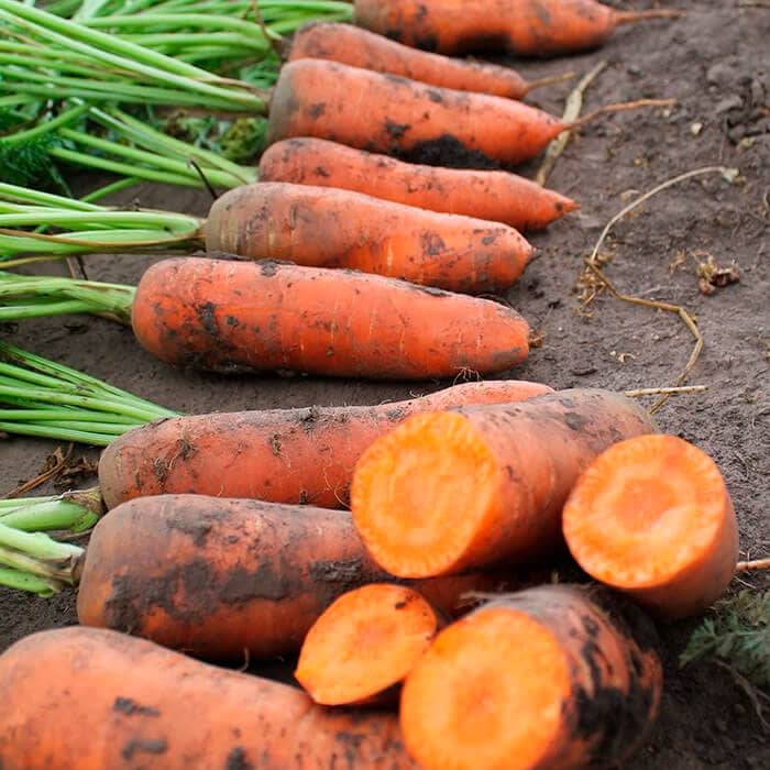 Насіння моркви «Імператор»