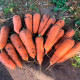 Насіння моркви «Імператор»