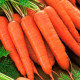 Насіння моркви «Корал»