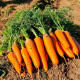 Насіння моркви «Корал»
