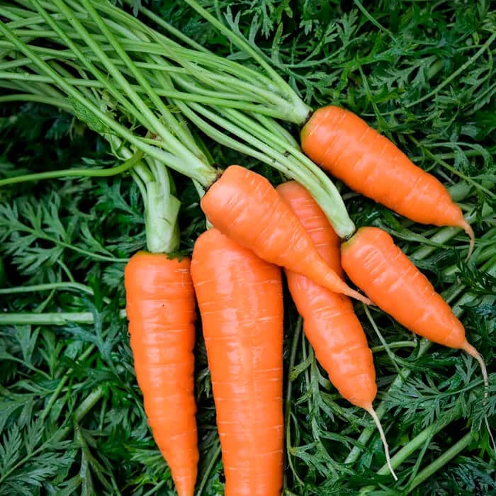 Насіння моркви «Корал»