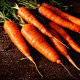Насіння моркви «Корал»