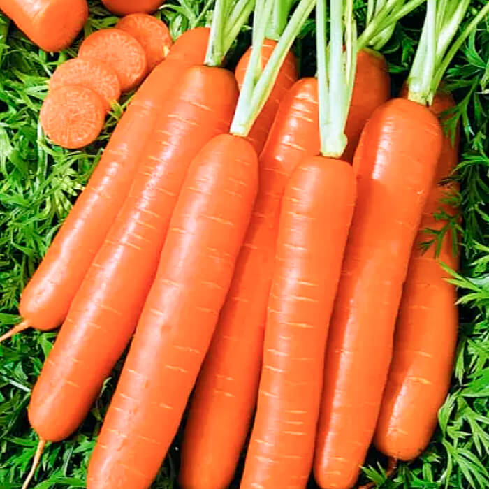 Насіння середньостиглої моркви «Дитяча F1» 3 г