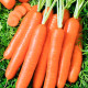 Насіння середньостиглої моркви «Дитяча F1» 3 г