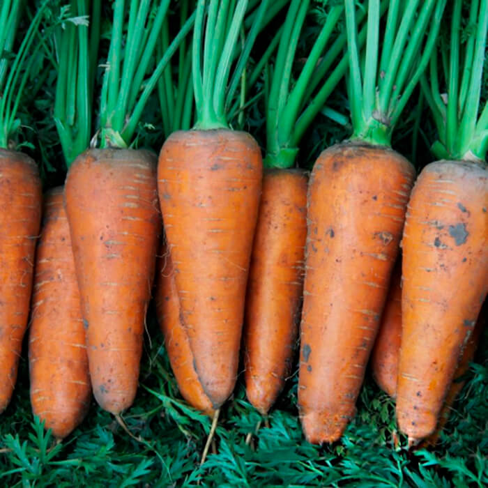 Насіння інкрустованої моркви «Норма F1» 1 г