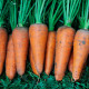 Насіння інкрустованої моркви «Норма F1» 1 г