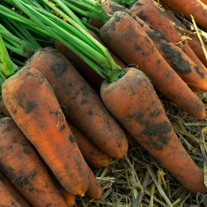 Насіння інкрустованої моркви «Норма F1» 1 г