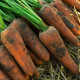 Насіння інкрустованої моркви «Норма F1» 1 г