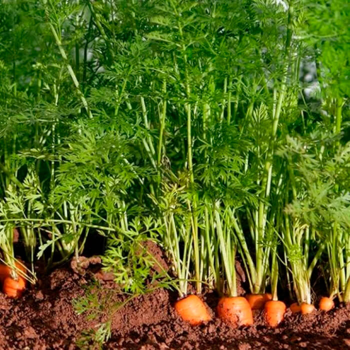Насіння інкрустованої моркви «Норма F1» 1 г