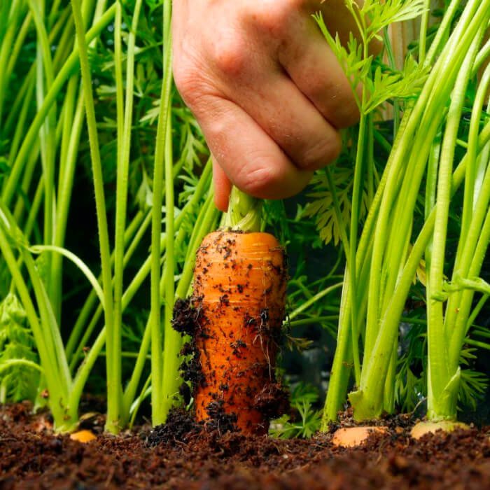 Насіння інкрустованої моркви «Норма F1» 1 г