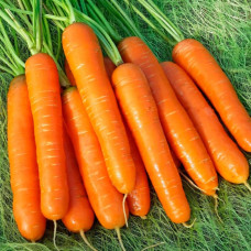 Насіння моркви «Роте Різен»