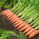 Насіння моркви «Віта Лонга»