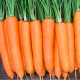 Насіння моркви «Віта Лонга»