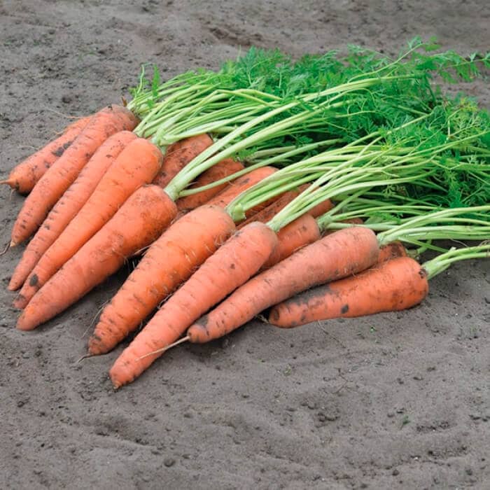 Насіння моркви «Віта Лонга»