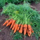 Насіння моркви «Віта Лонга»