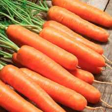 Насіння ранньостиглої моркви «Лагуна» 1 г