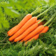 Насіння ранньостиглої моркви «Лагуна»  1 г