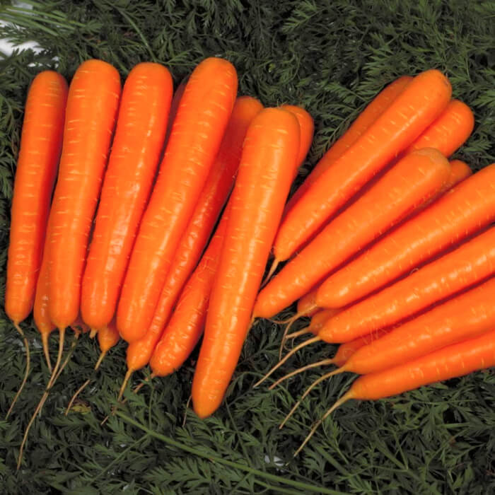 Насіння ранньостиглої моркви «Лагуна»  1 г