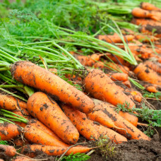 Насіння пізньостиглої моркви «Королева осені» 3 г