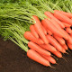 Насіння пізньостиглої моркви «Королева осені» 3 г