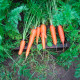 Насіння пізньостиглої моркви «Королева осені» 3 г