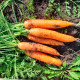 Насіння пізньостиглої моркви «Королева осені» 3 г