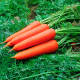 Насіння середньоранньої моркви «Яскрава» 3 г