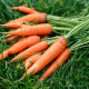 Насіння середньоранньої моркви «Яскрава» 3 г