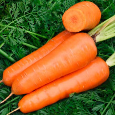 Насіння моркви «Амстердам»