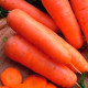 Насіння моркви «Амстердам»
