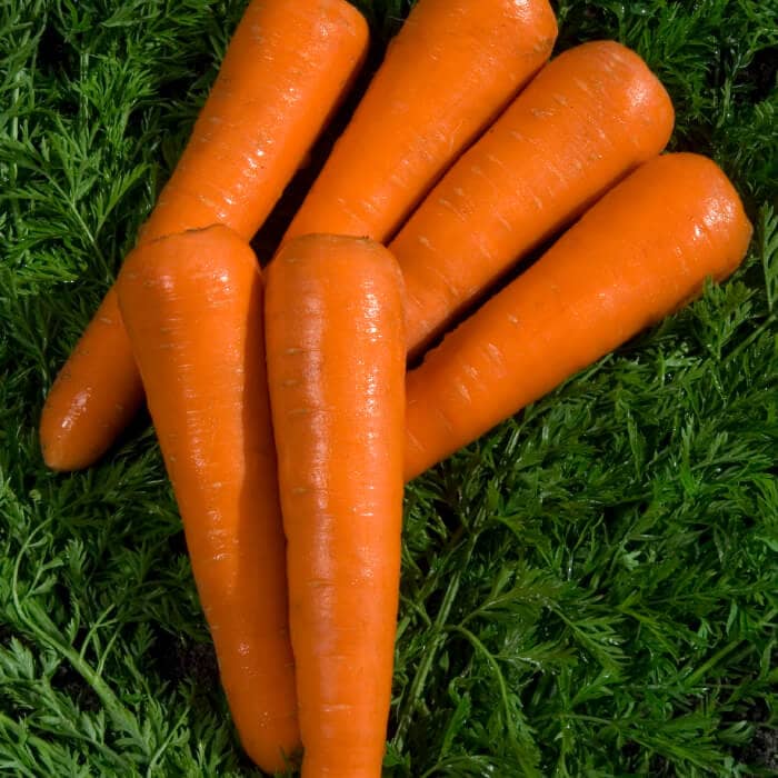 Насіння моркви «Амстердам»