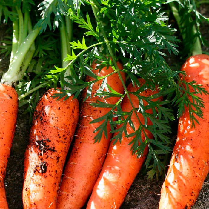 Насіння моркви «Амстердам»