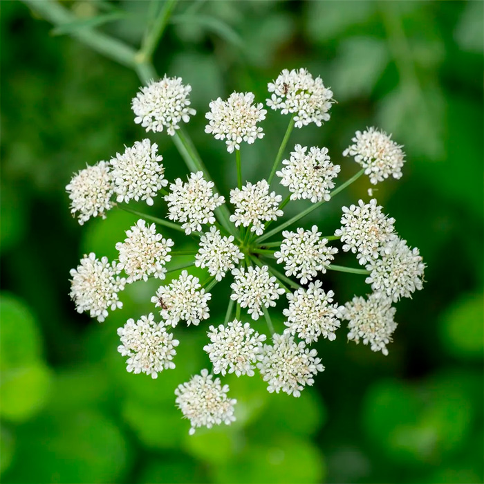 Насіння анісу «Ажурний»