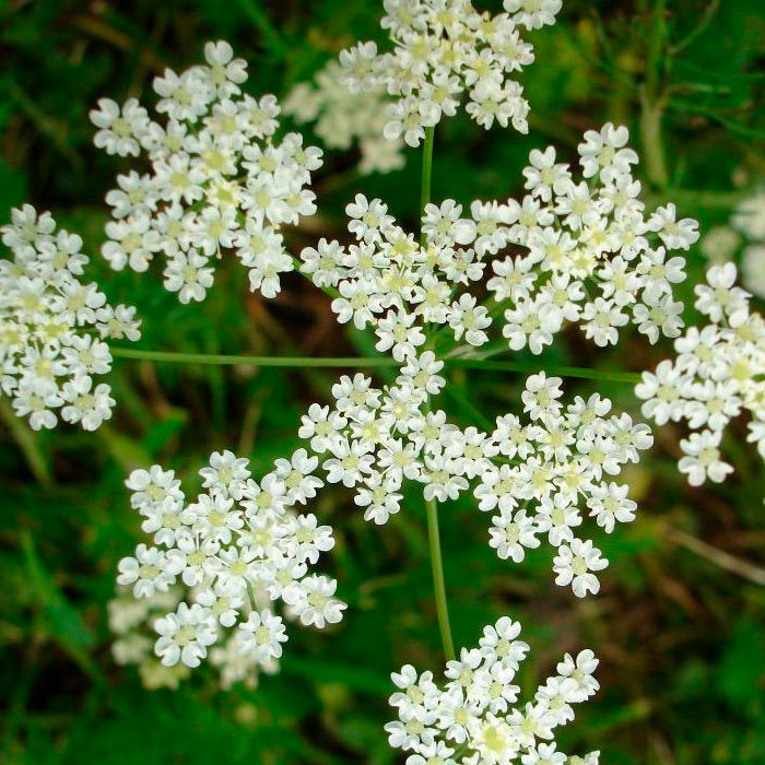 Насіння анісу «Ажурний»