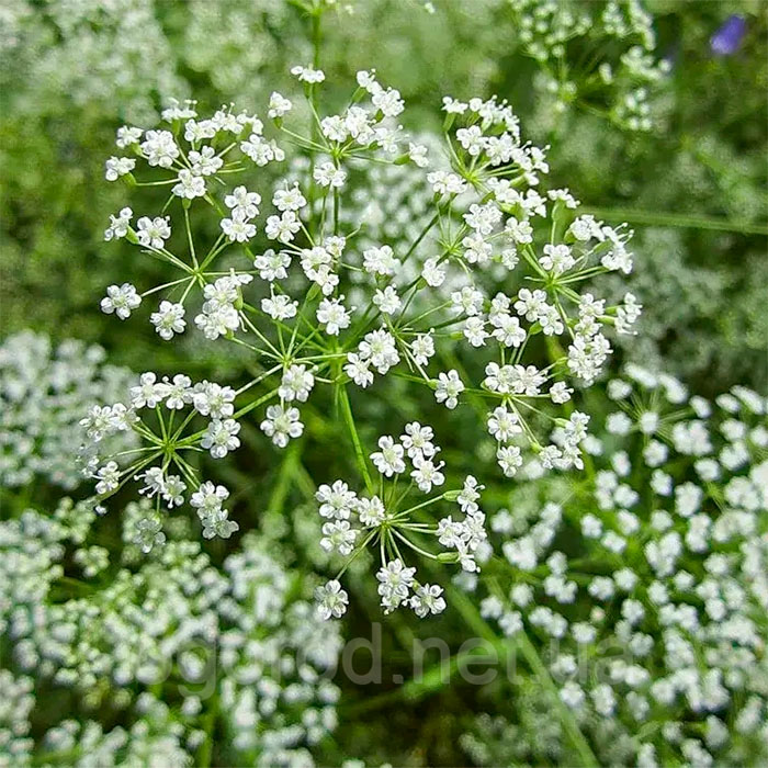 Насіння анісу «Ажурний»