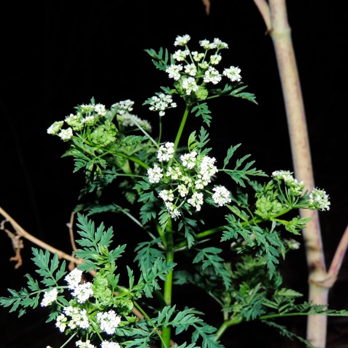 Насіння анісу «Ажурний»