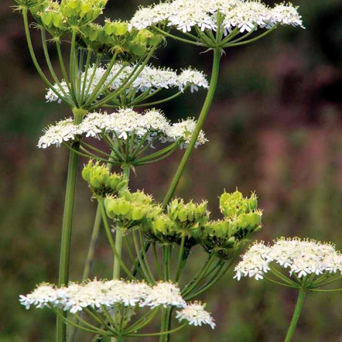 Насіння анісу «Ажурний»