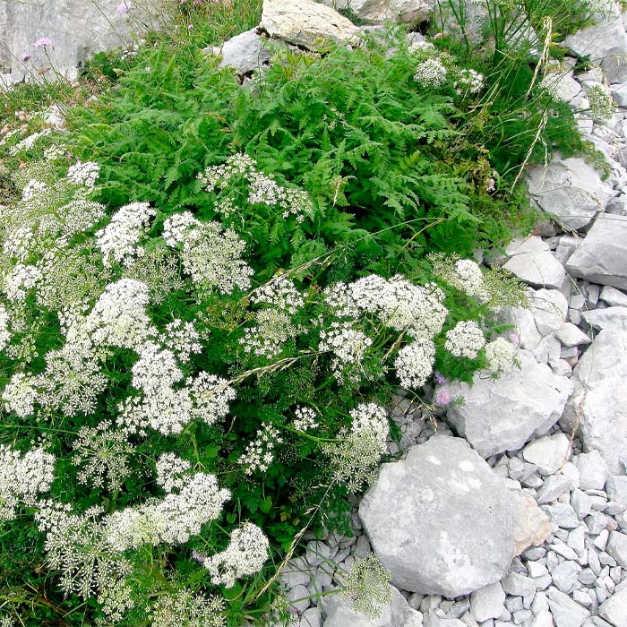 Насіння анісу «Ажурний»