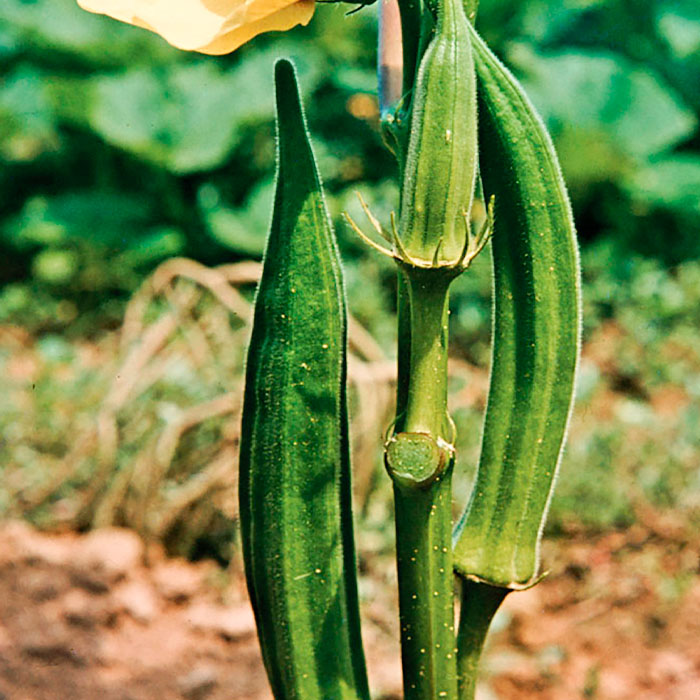 Насіння бамії «Зелений оксамит»