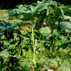 Насіння бамії «Зелений оксамит»