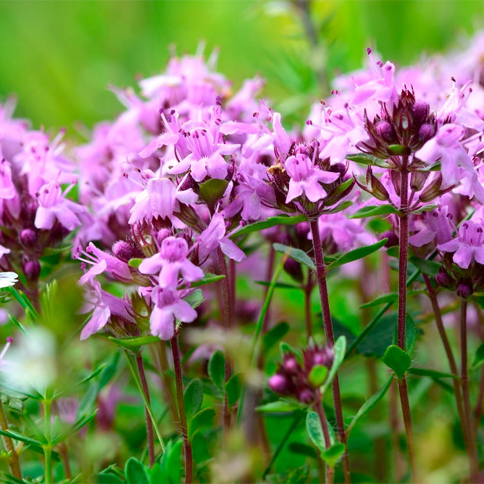 Насіння чаберу «Пікнік»