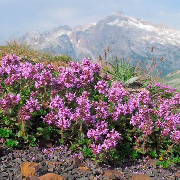 Насіння чаберу «Пікнік»
