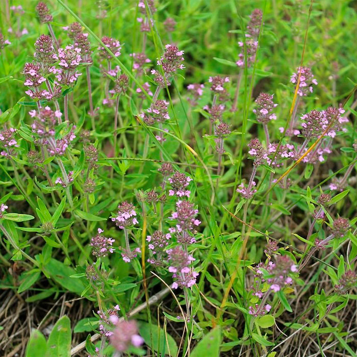 Насіння чаберу «Пікнік»