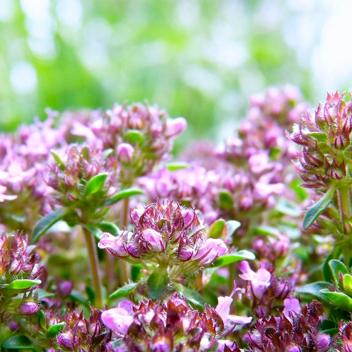 Насіння чаберу «Пікнік»