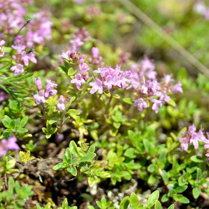 Насіння чаберу «Пікнік»
