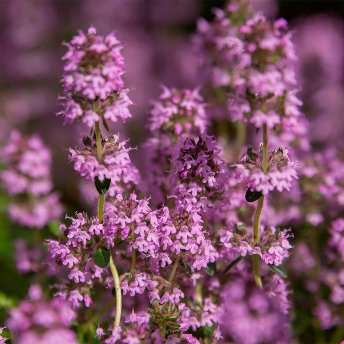 Насіння чаберу «Пікнік»