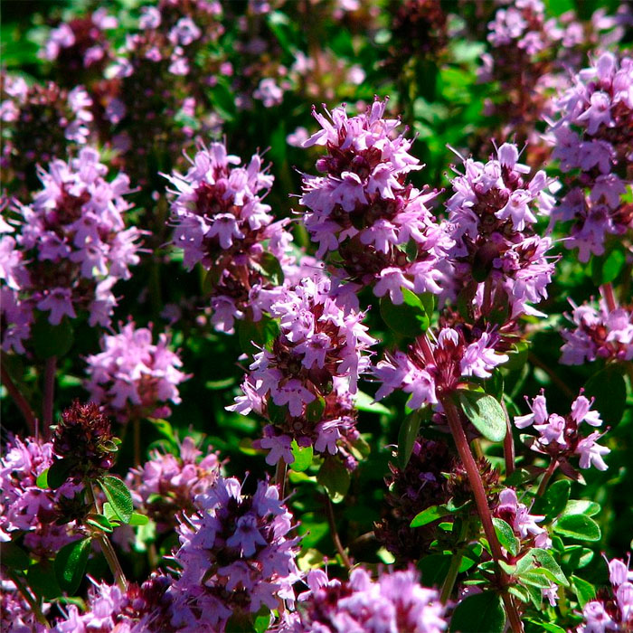 Насіння чебрецю «Богородська трава»